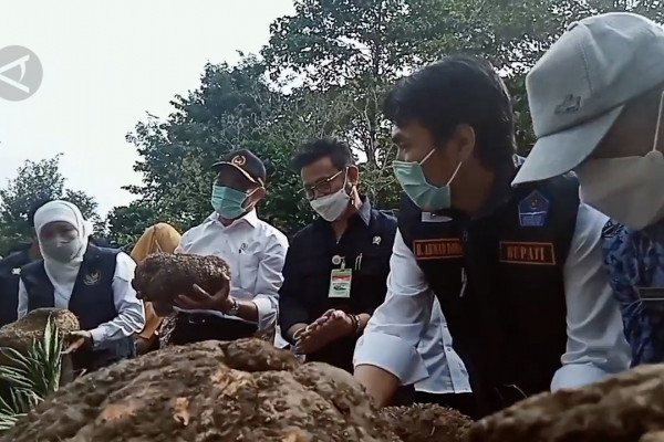 Panen Porang di Madiun, Mentan Yasin Limpo Sebut Indonesia Siap Ekpor ke Seluruh Pasar Dunia