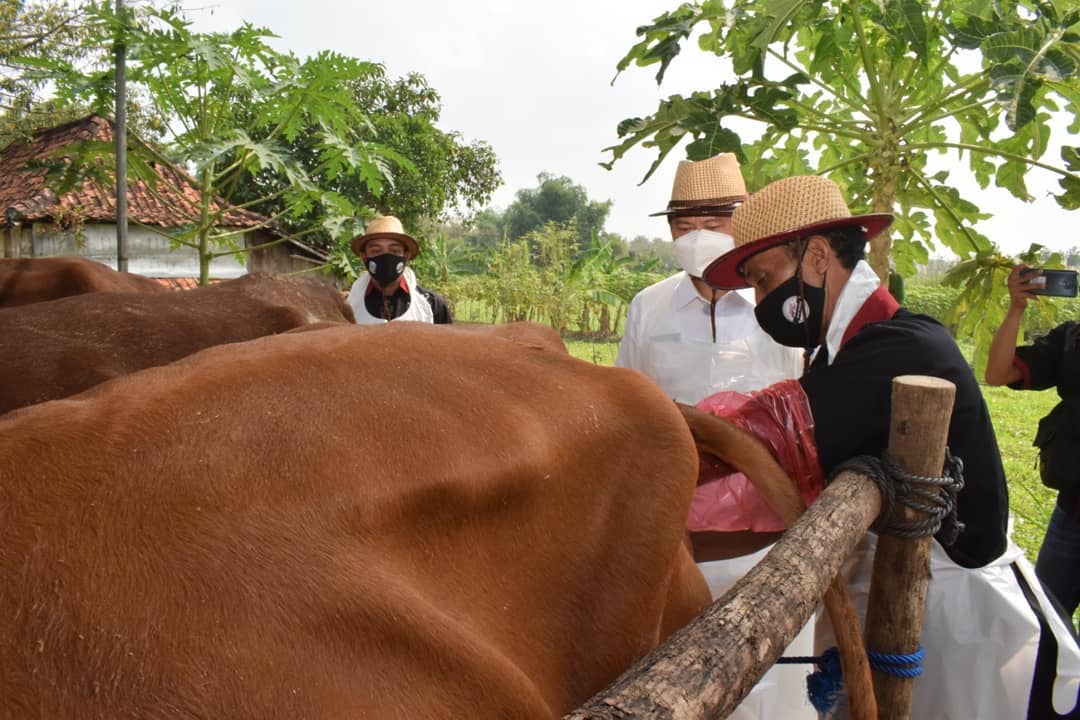 Sapi Belgian Blue Mulai Dikembangkan di Kabupaten Lamongan