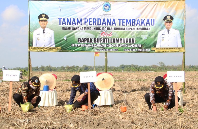 Produksi Tambakau Lamongan Meningkat, Kini Masuk Lima Besar di Jatim
