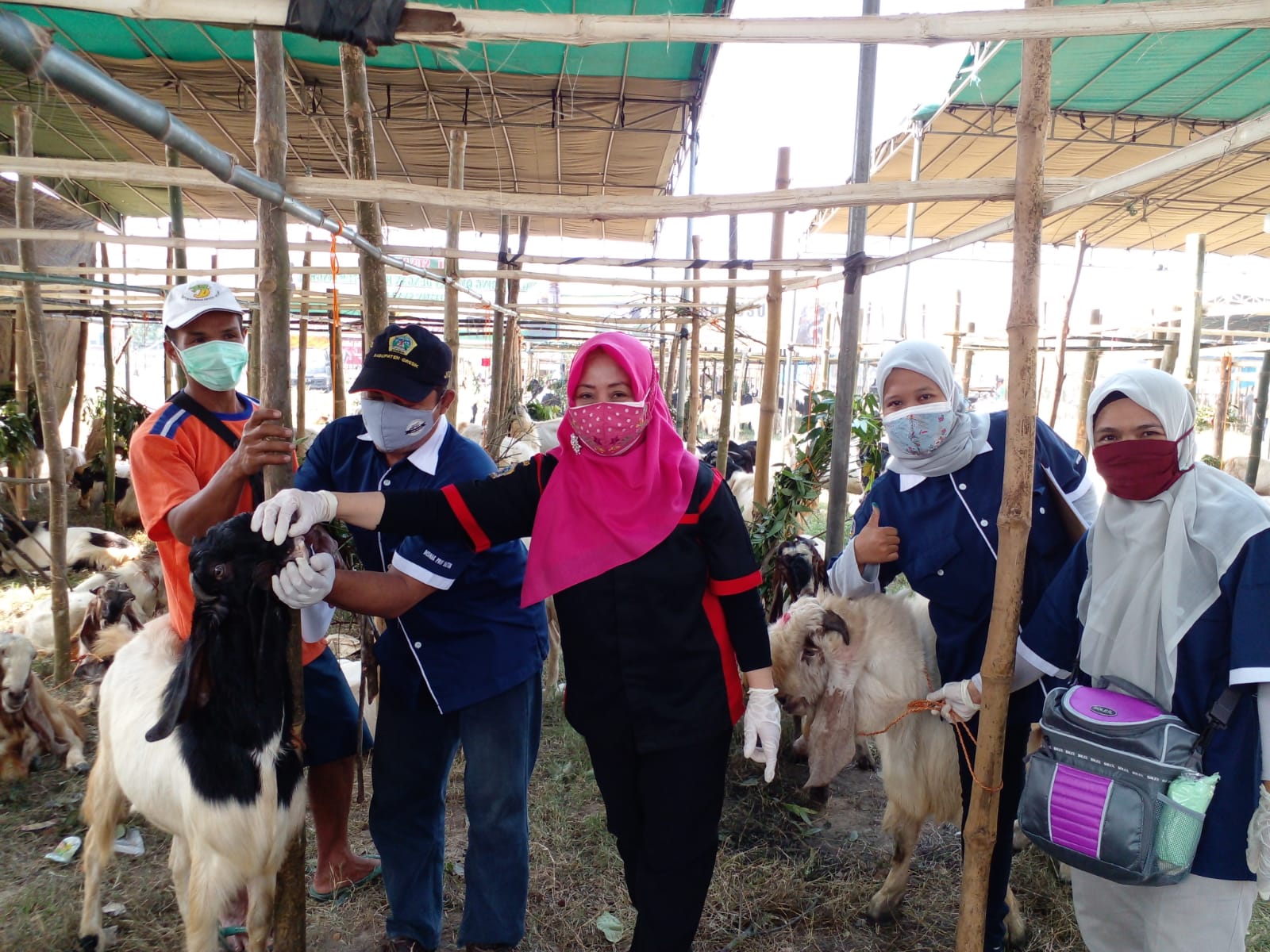 Jelang Idul Adha, Hewan Kurban di Gresik Jalani Pemeriksaan Kesehatan