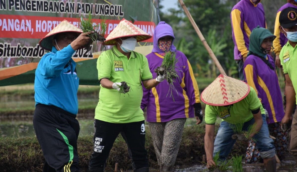 Menguntungkan Petani, Bupati Situbondo Uji Coba Benih padi BK-900