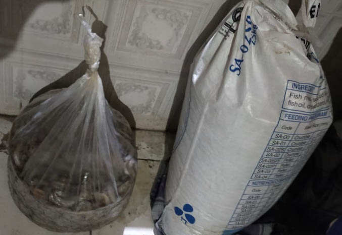 Kuras 50 Kg Udang Milik Juragan, Pemuda Ini Diamankan Polisi