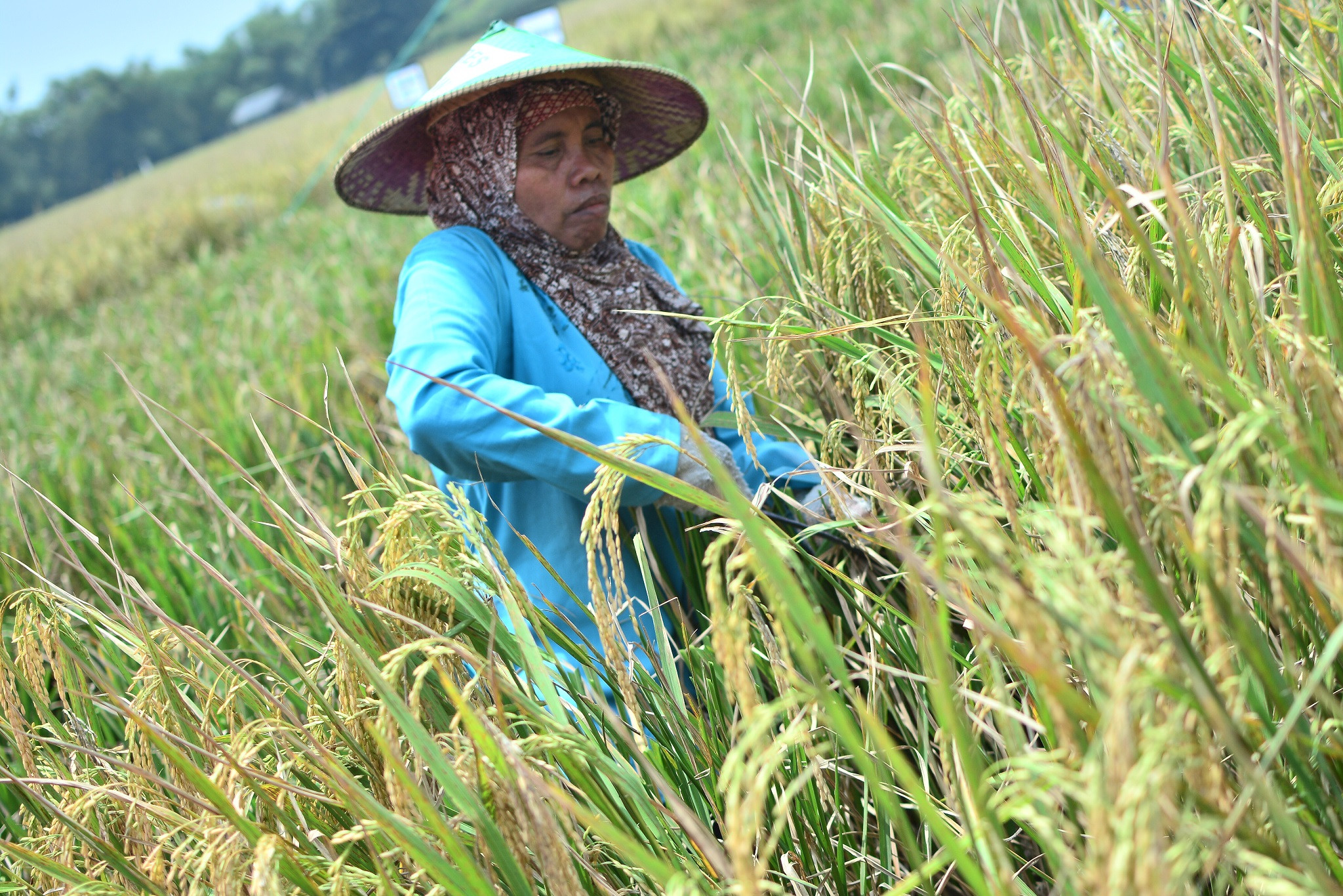 Petani Lamongan Kini Tenang Terapkan Pengendalian Hama Terpadu