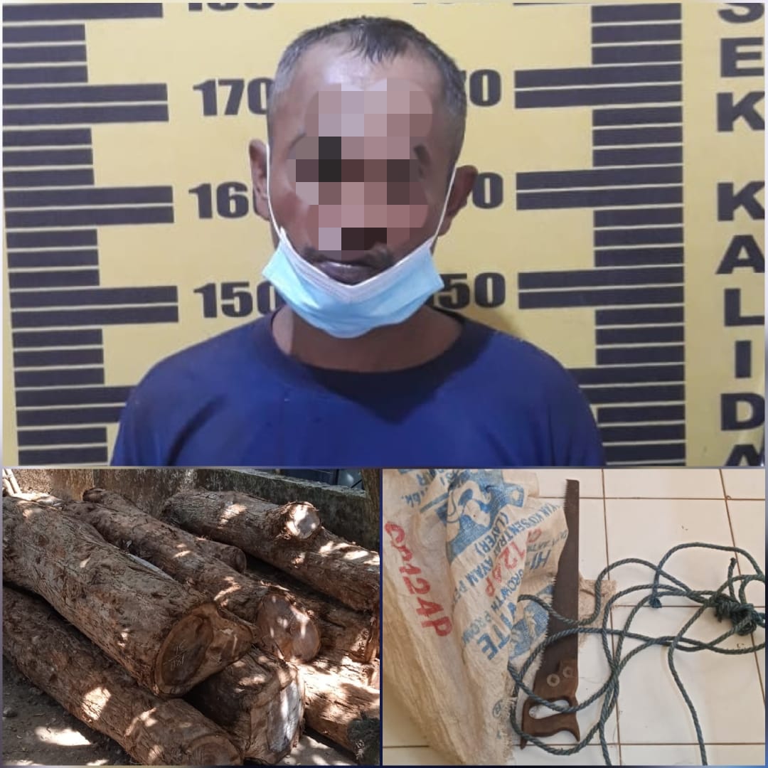 Curi Kayu Sono, Petani asal Tulungagung Dipolisikan