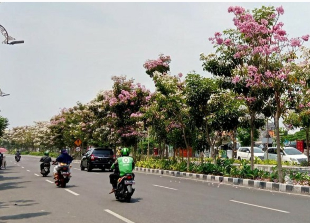 Berani Tebang Pohon Tabebuya di Surabaya? Nantikan Saja Sanksinya