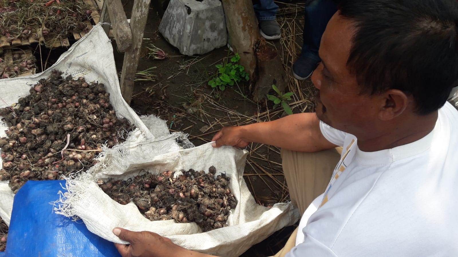 Terendam Banjir, Petani Bawang Merah di Tulungagung Ditafsir Mengalami Kerugian Material