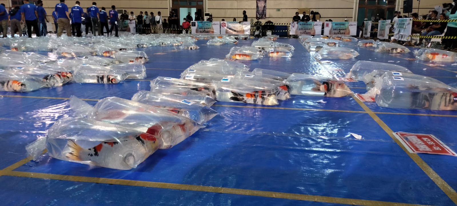 Bupati Hendy Berharap Geliat UMKM Koi Jember Sejajar dengan Kabupaten Tetangga