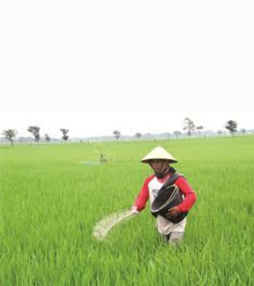 Subsidi Dikurangi, Petani di Nganjuk Kelabakan Cari Pupuk