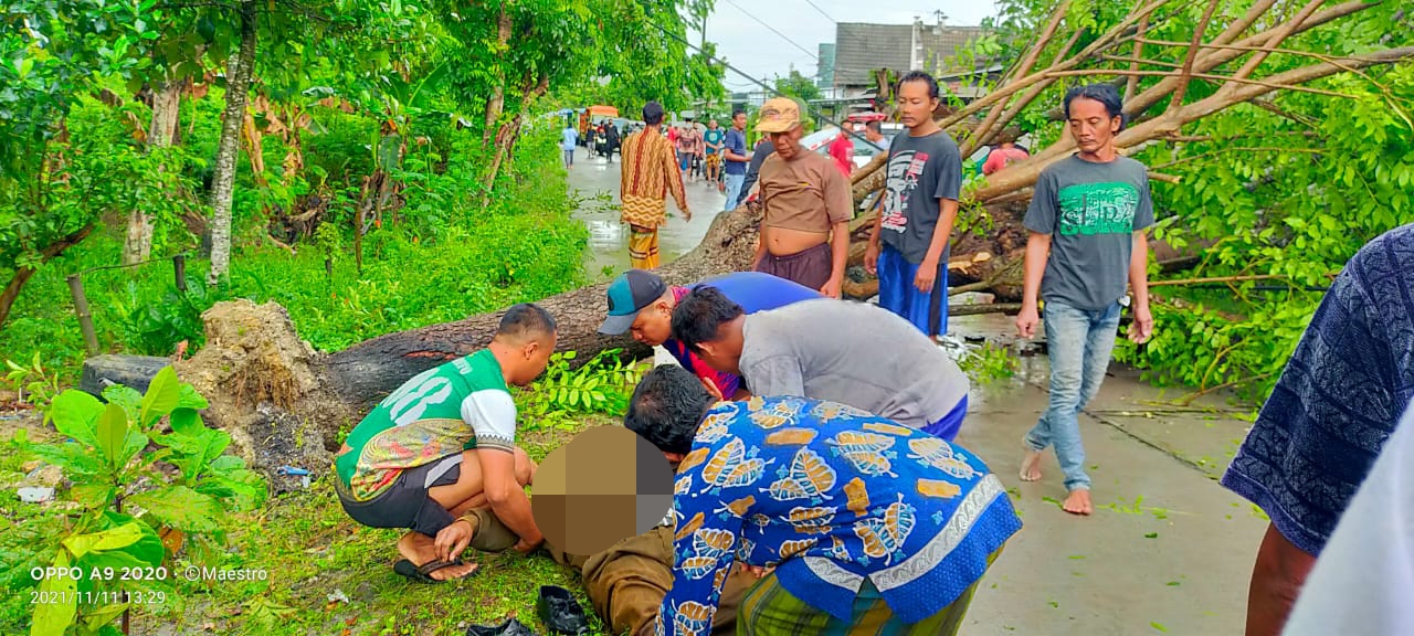 Dua Warga di Bojonegoro Tertimpa Pohon, Satu Meninggal dan Satu Kritis