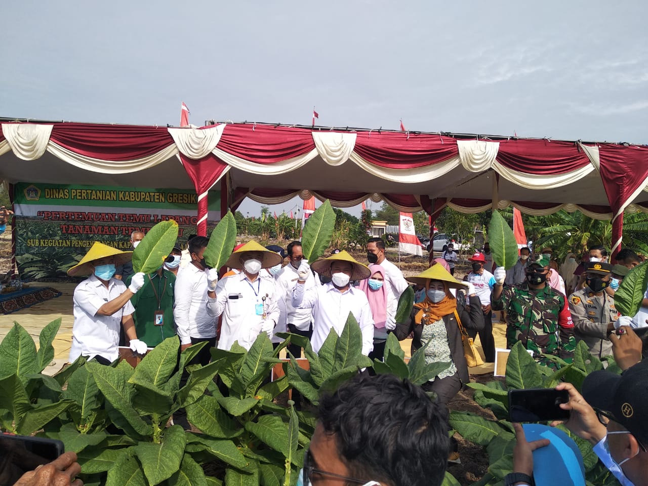 Menilik Agro Bisnis Tanam Tembakau di Gresik