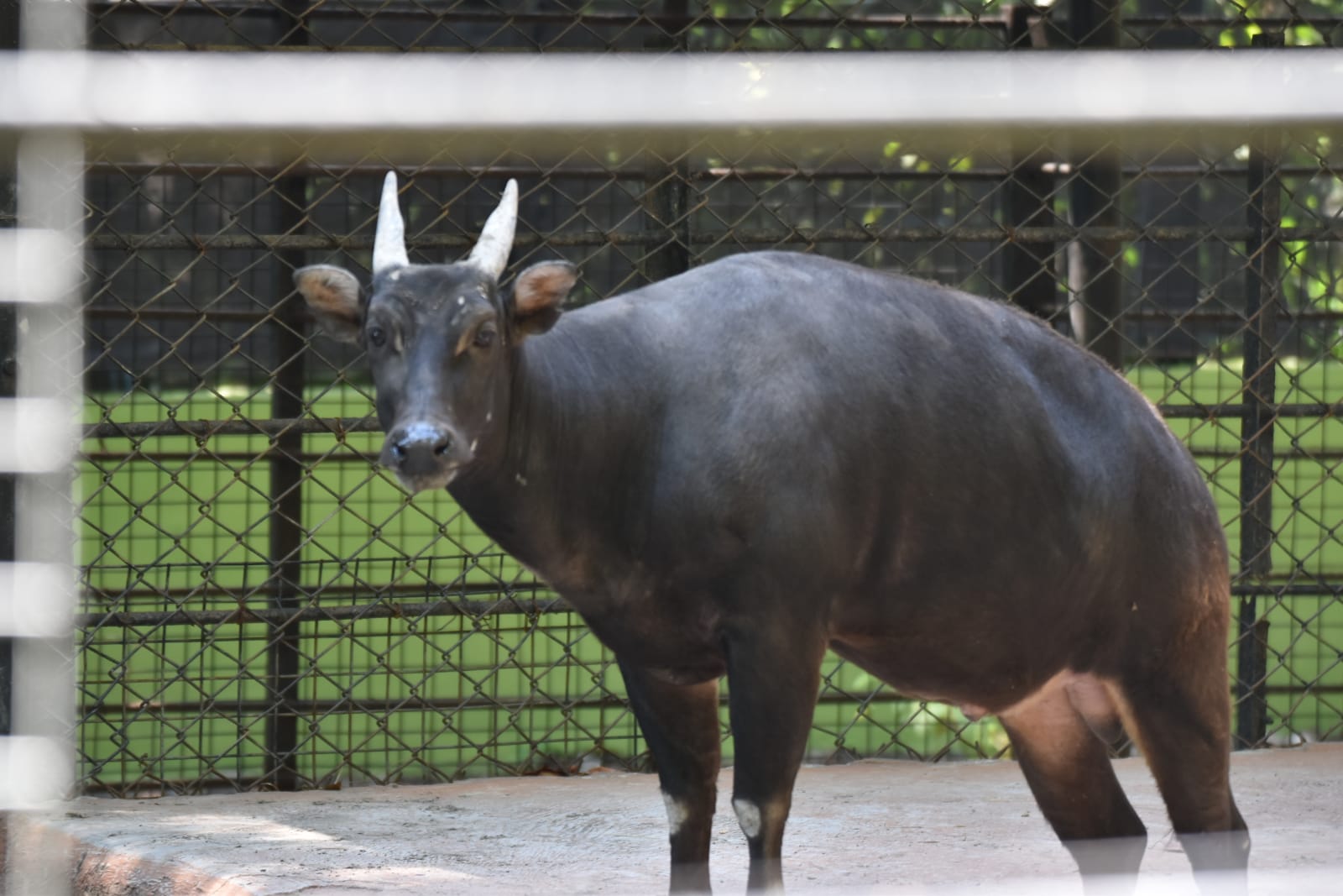 Lagi, Seekor Satwa di Kebun Binatang Surabaya Mati