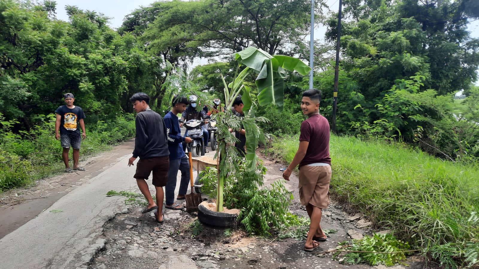 Protes Jalan Rusak, Warga di Gresik Tanam Pohon Pisang