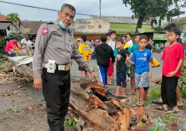Pohon Tumbang Krian Sidoarjo Timpa Tiga Pengendara Motor