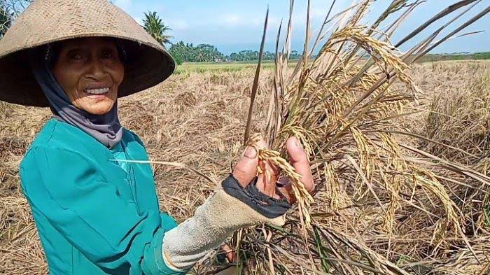DKPP Bojonegoro Siapkan Dana Asuransi Bagi Petani Gagal Panen, Simak Ketentuanya