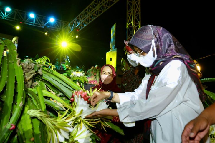 Banyuwangi Kokohkan Diri Sebagai Daerah Penghasil Buah Naga Terbesar Nasional