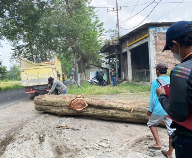 Dinas PU Pastikan Penebangan Sonokeling di Jalur Pandaan-Bangil Adalah Ilegal