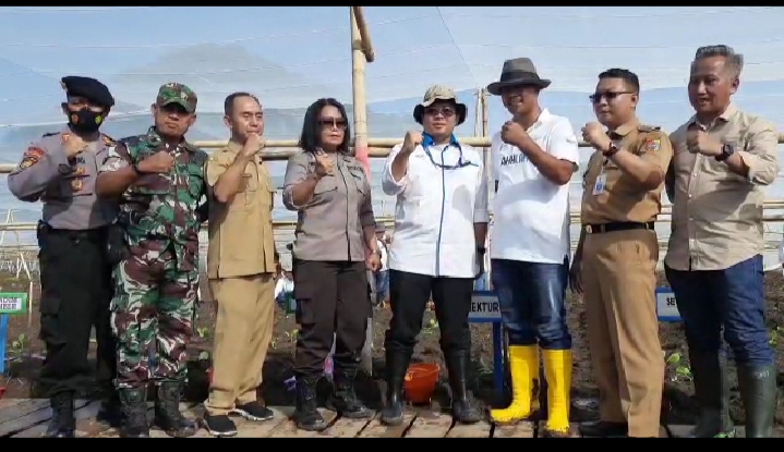 Targetkan Luas 650 Ha, PTPN X Mulai Tanam Perdana Tembakau di Jember