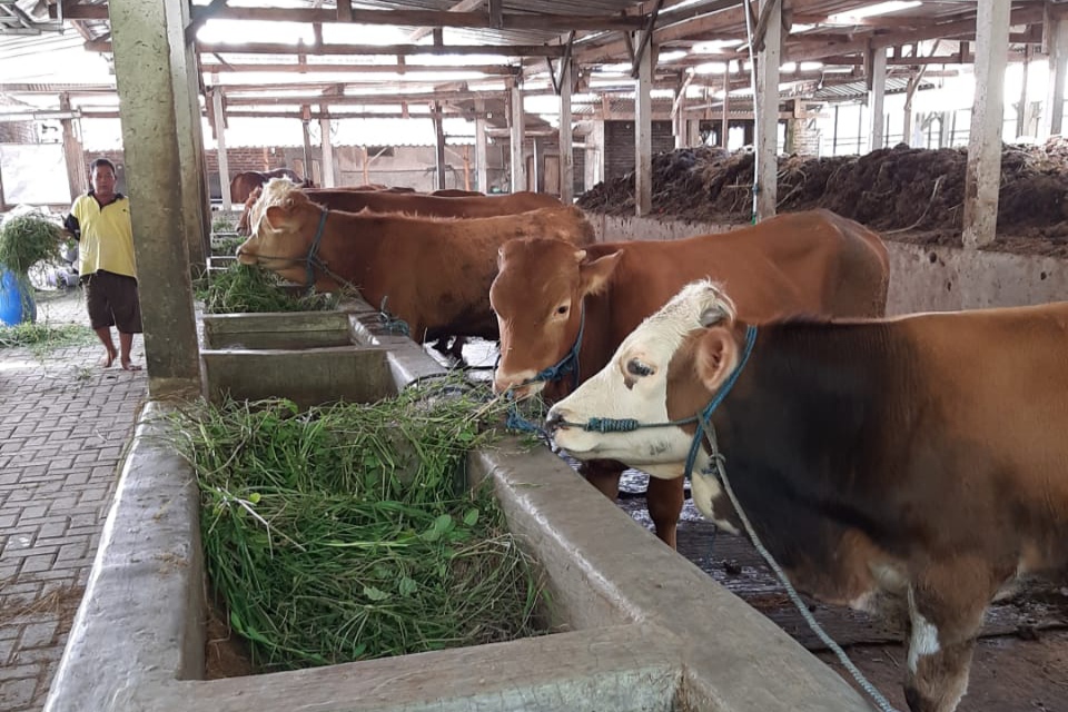 24 Sapi di Magetan Terjangkit PMK, Penularan dari Luar
