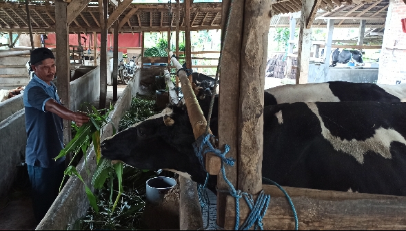 Muncul Gejala PMK, Peternak Sapi Perah di Ponorogo Buang Ratusan Liter Susu Per Hari