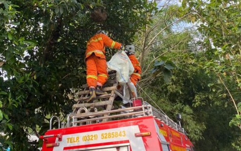 Sengat Pejalan Kaki Hingga Pingsan, Petugas Damkar Mojokerto Pindahkan Sarang Tawon Vespa