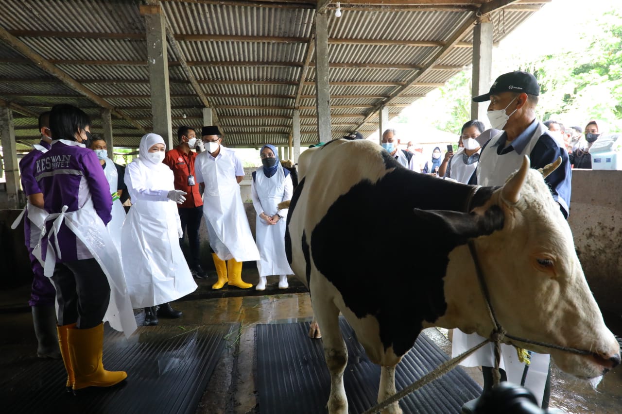 Jelang Idul Adha, Puluhan Sapi di Sidoarjo Disuntik Vaksin PMK