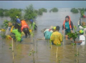 Enam tahun yang lalu, salah satu Petinggi PT. Smelting, Hirokawa-san, ketika memulai penanaman mangrove menyampaikan kepada warga disana: 