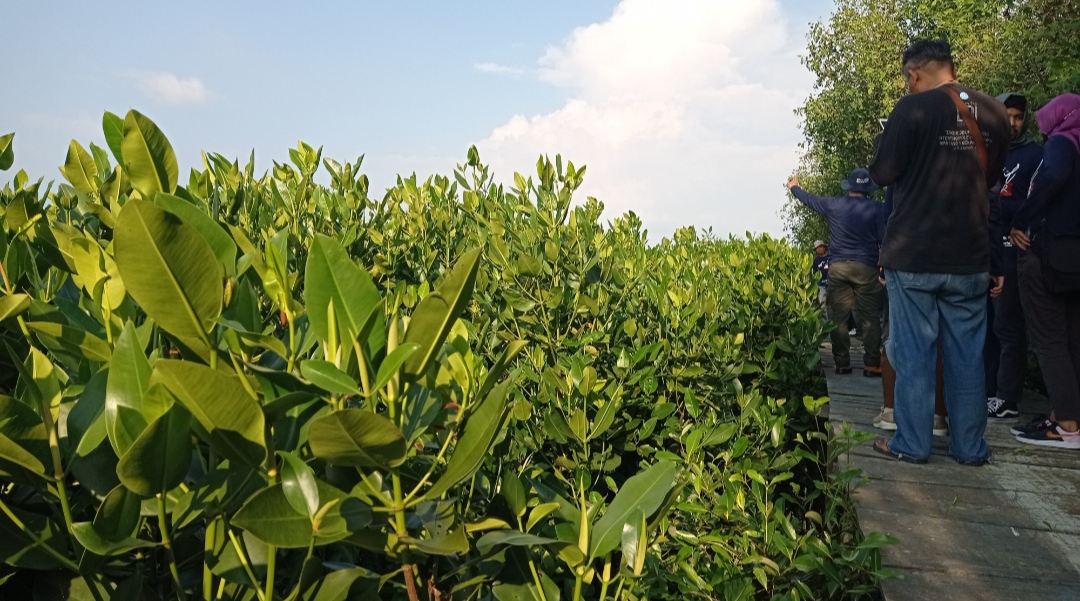 Pada Momen Hari Mangrove Sedunia, Mangrove yang Ditanam Smelting Makin Subur