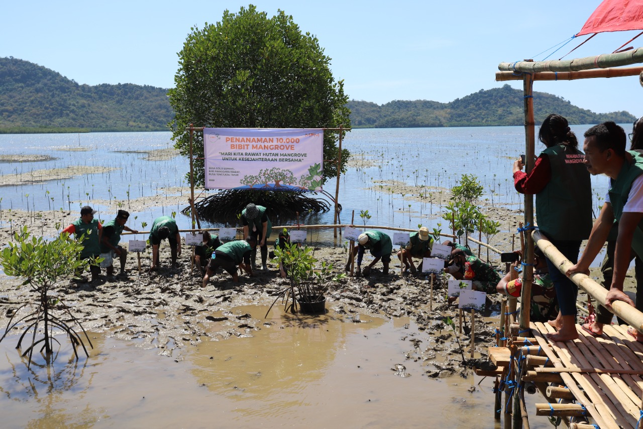 MPM Honda Tanam 10.000 Bibit Mangrove dI Golo Sepang NTT