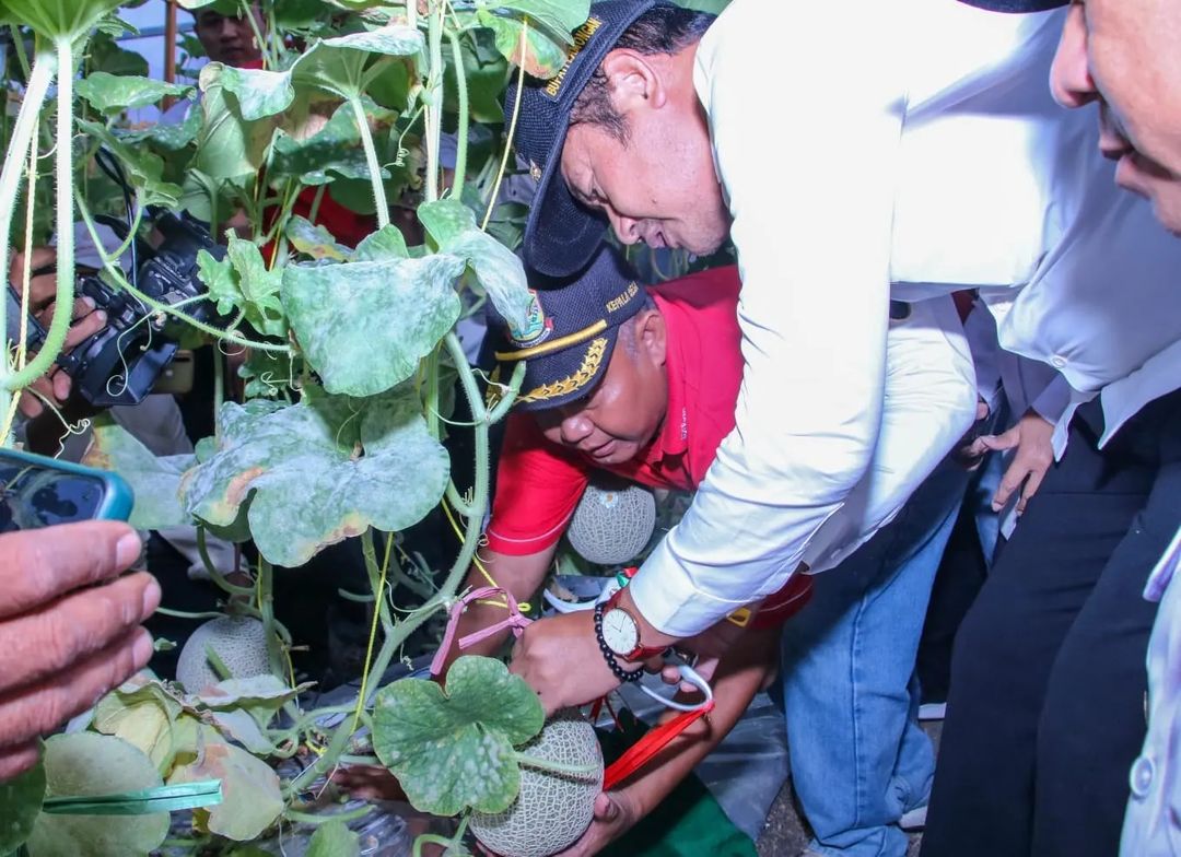 Angkat Potensi Lokal Pride Melalui Panen Melon Organik di Sekaran Lamongan