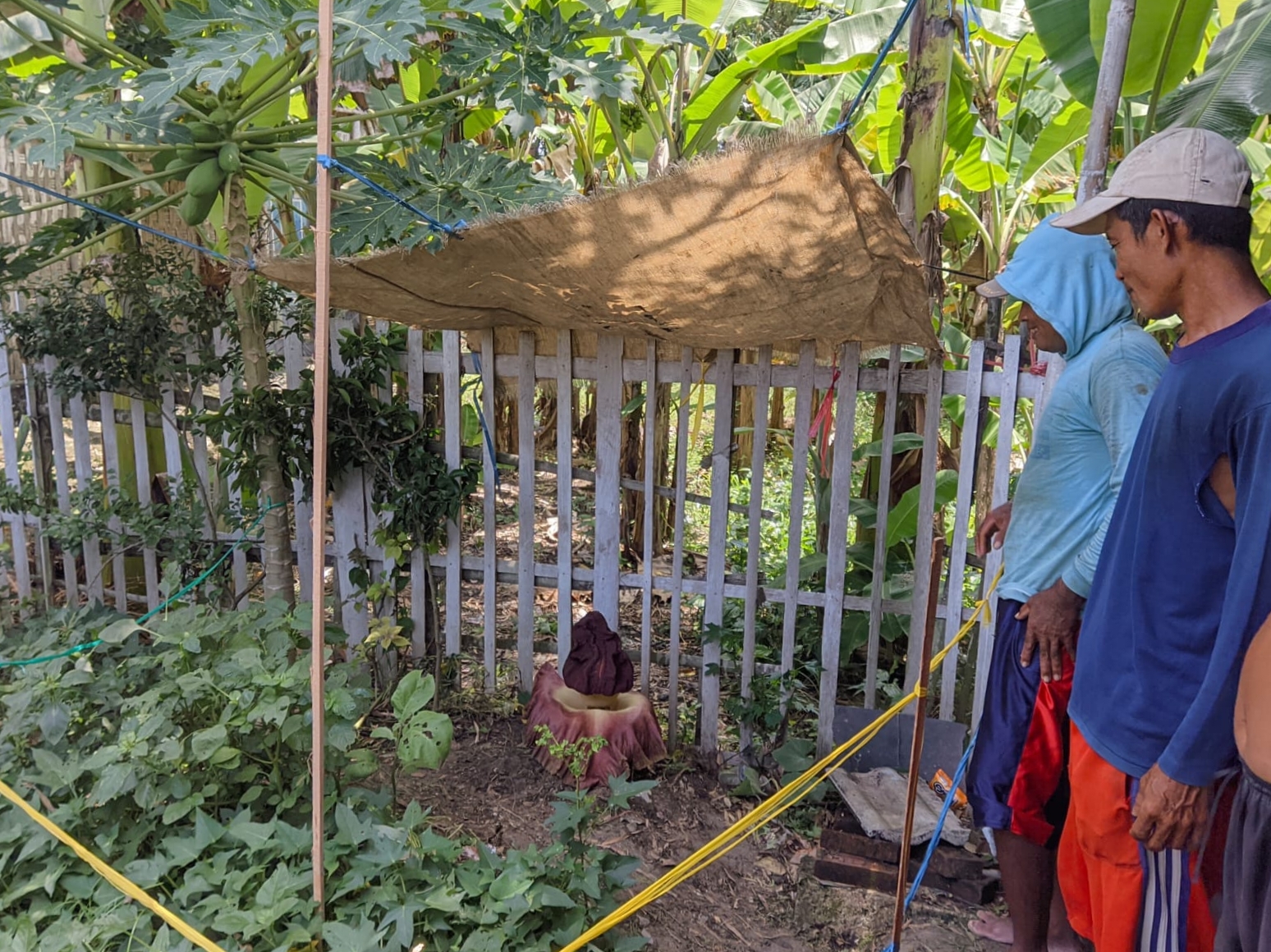 Bunga Bangkai Menyengat dari Pemukiman Warga Bakung Bojonegoro