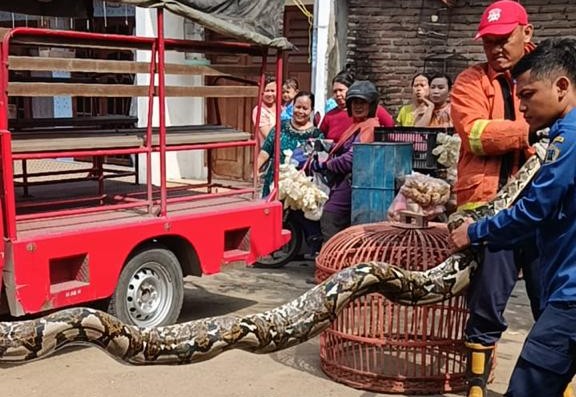 Ular Piton Raksasa di Gresik Melahap 8 Ekor Ayam Milik Warga