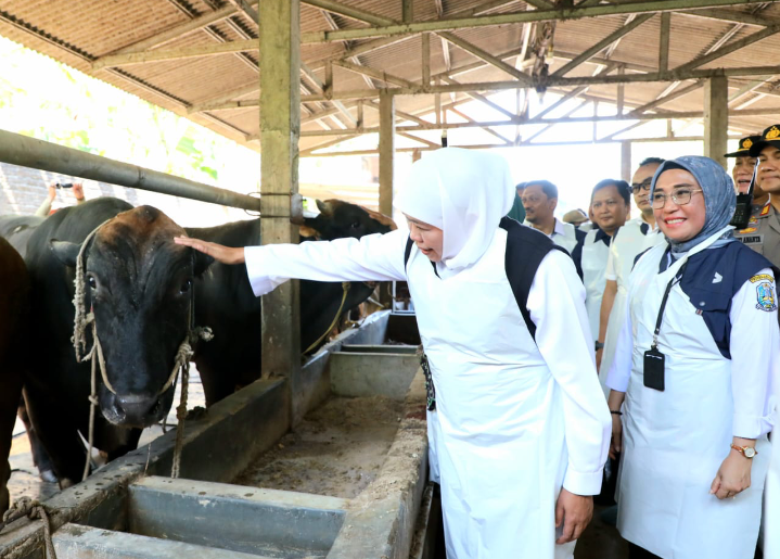 Tinjau Kandang Hewan Kurban di Sidoarjo Gubernur Khofifah Pastikan Semua Sudah Dapatkan Vaksin PMK Maupun LSD