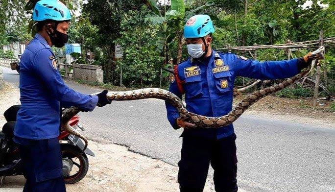 Musim Penghujan, Petugas Damkar Bojonegoro Temukan 46 Ular Sebulan