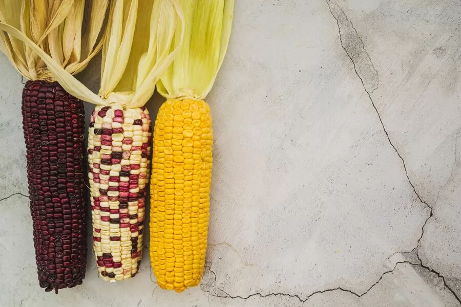 Tidak Mesti Kuning, Jagung Ungu Juga Memberikan Banyak Manfaat Bagi Kesehatan, Jaga Kesehatan Jantung hingga Cegah Kanker