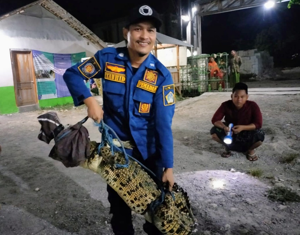 Ada Buaya di Salah Satu Ponpes di Gresik, Petugas Damkar Evakuasi