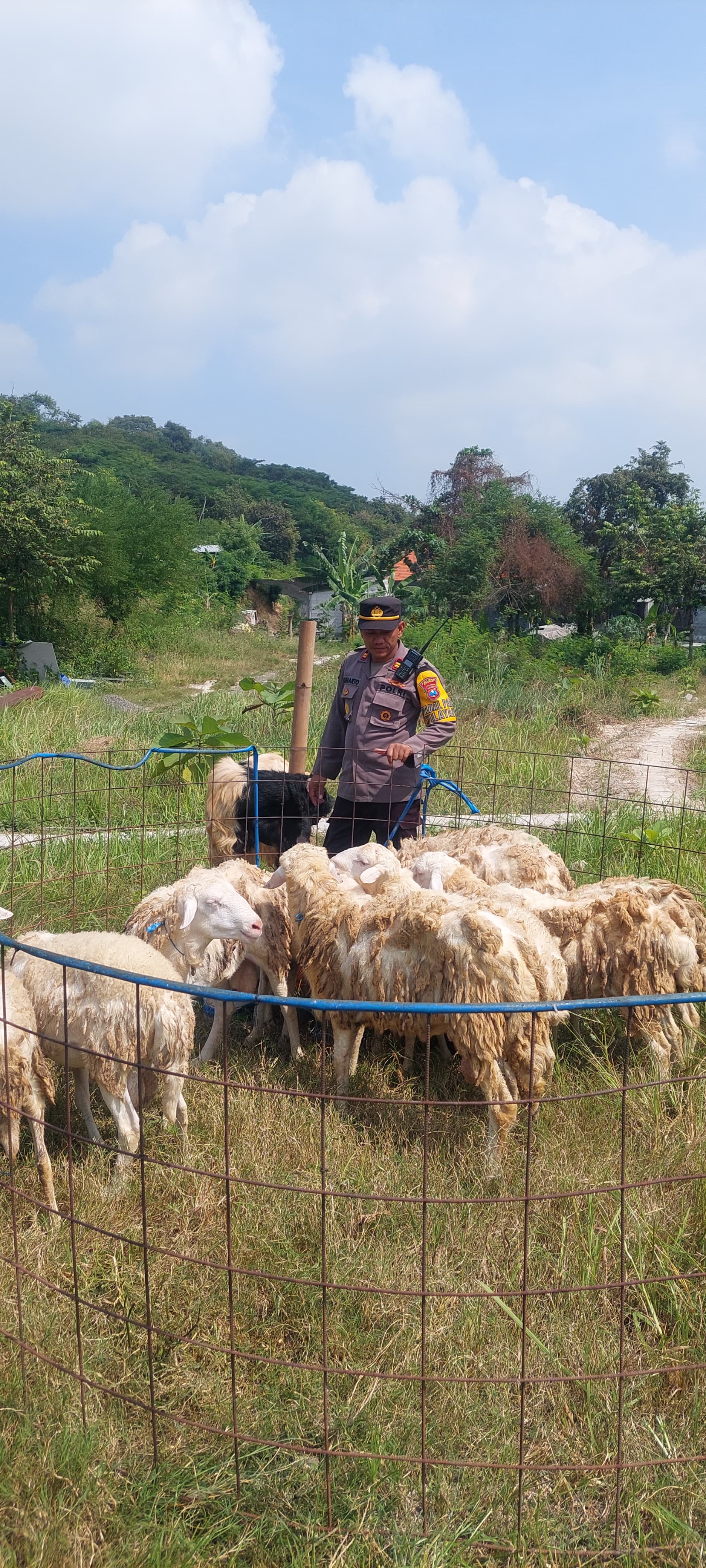 Sosok Kapolsek Gresik Kota Berdagang Hewan Kurban sejak Tiga Tahun, Berdayakan Anak Muda Sekitar