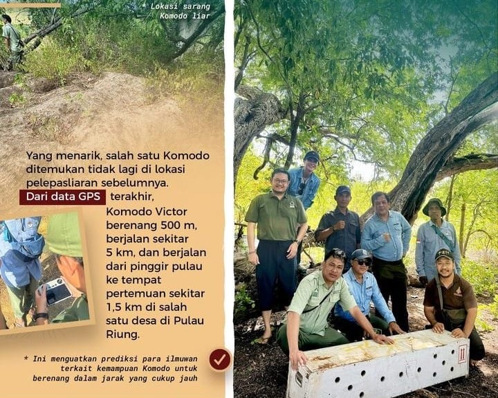 Begini Kondisi Enam Komodo yang Dilepasliarkan PT Smelting dan TSI