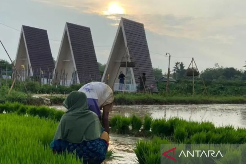 Hamparan Sawah Calina Bato Sumenep, Wisata di Jatim Pelepas Penat