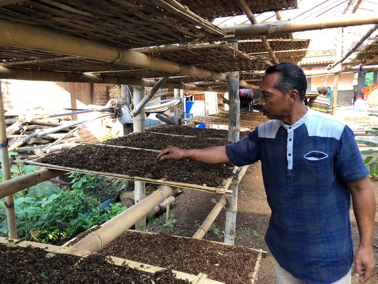 Musim Hujan, Petani Tembakau Khawatirkan Produksinya