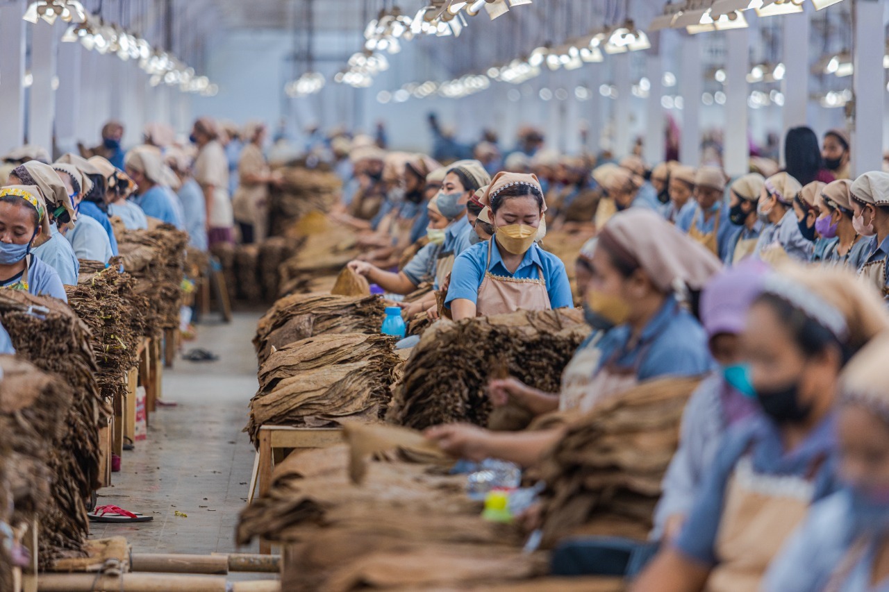 Produksi Tembakau PTPN I Reg 4 Triwulan III-2024 Capai 11.766 Ton