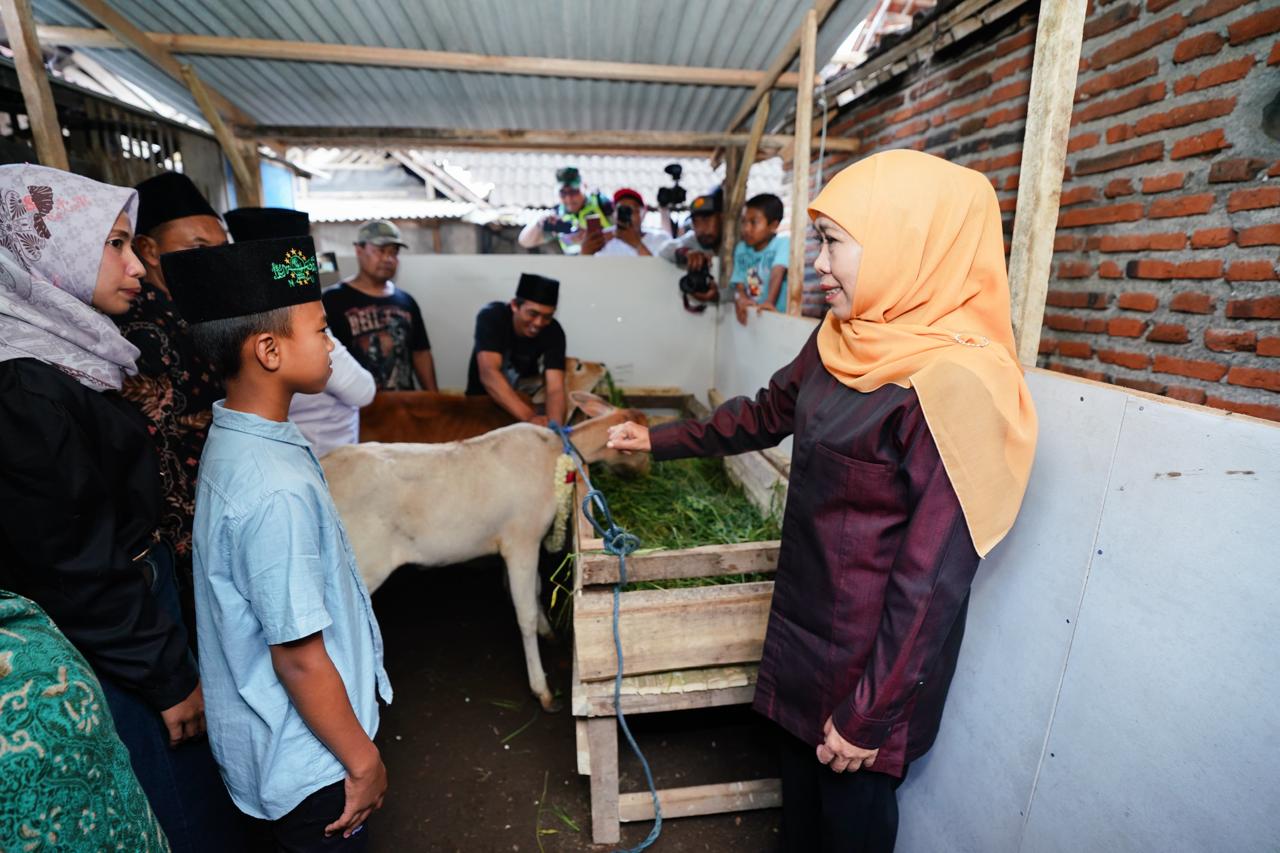 Sepasang Anak Sapi Beserta Kandangnya dari Gubernur Jatim Hadiah Istimewa Untuk Nanda Rosifuloh
