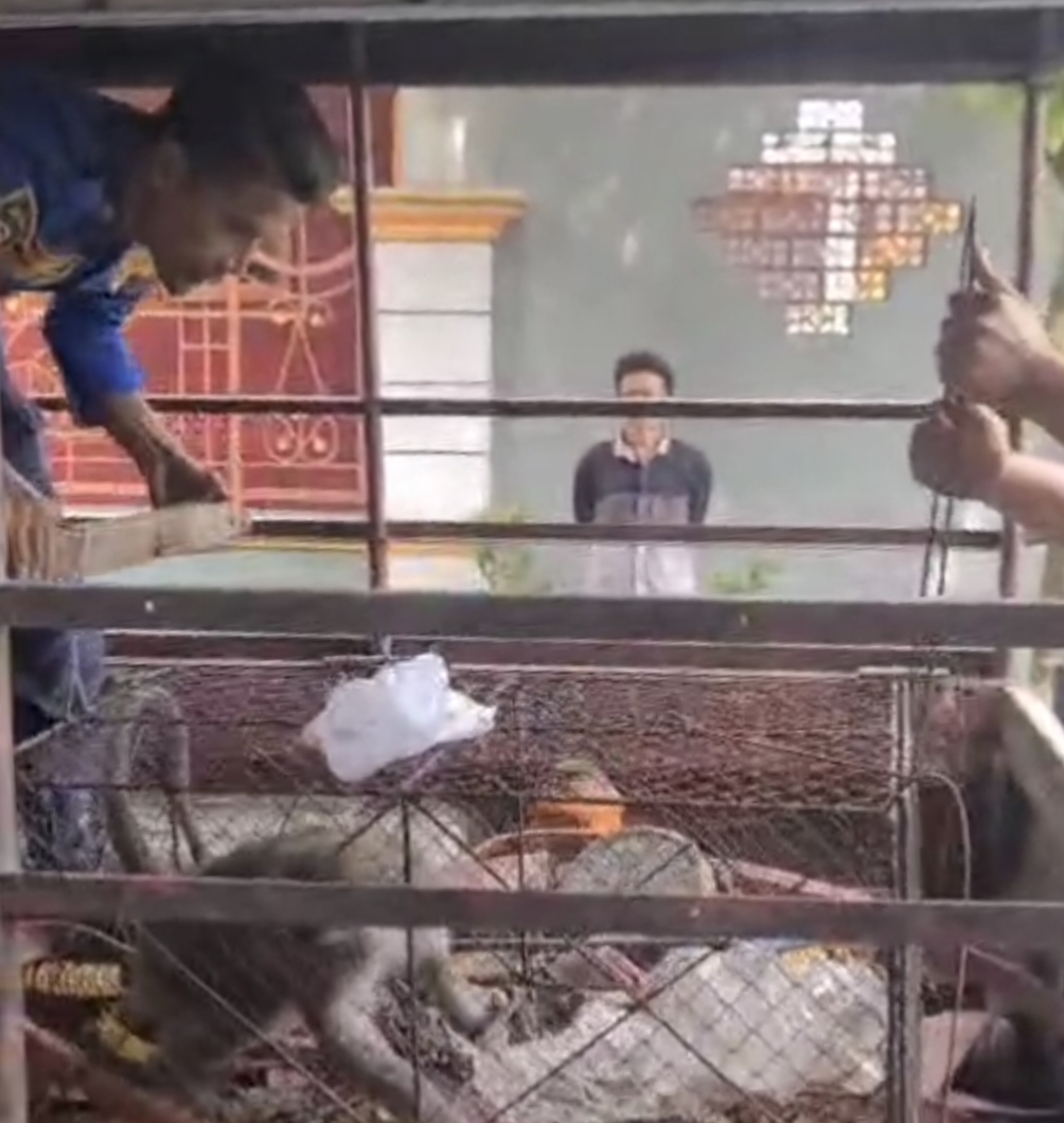 Monyet Ekor Panjang Resahkan Warga Jember, Mangsa Kura-Kura Peliharaan