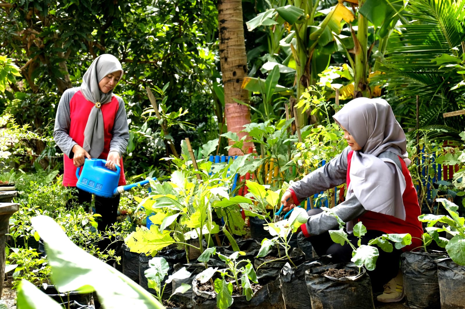 Program Bumi Kartini SIG Ubah Limbah Ternak Sapi Menjadi Sumber Peningkatan Ekonomi Masyarakat