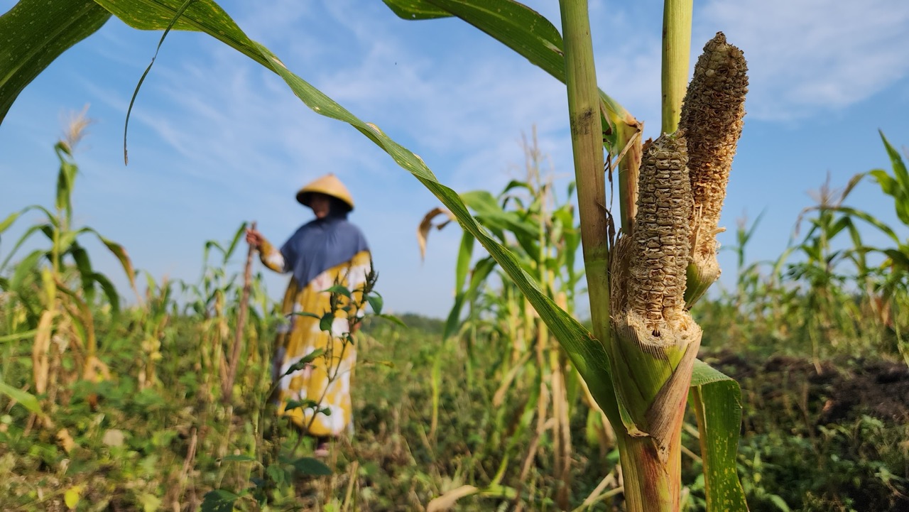 Diserang Hama Tikus, Petani Jagung dan Kacang di Bojonegoro Alami Gagal Panen