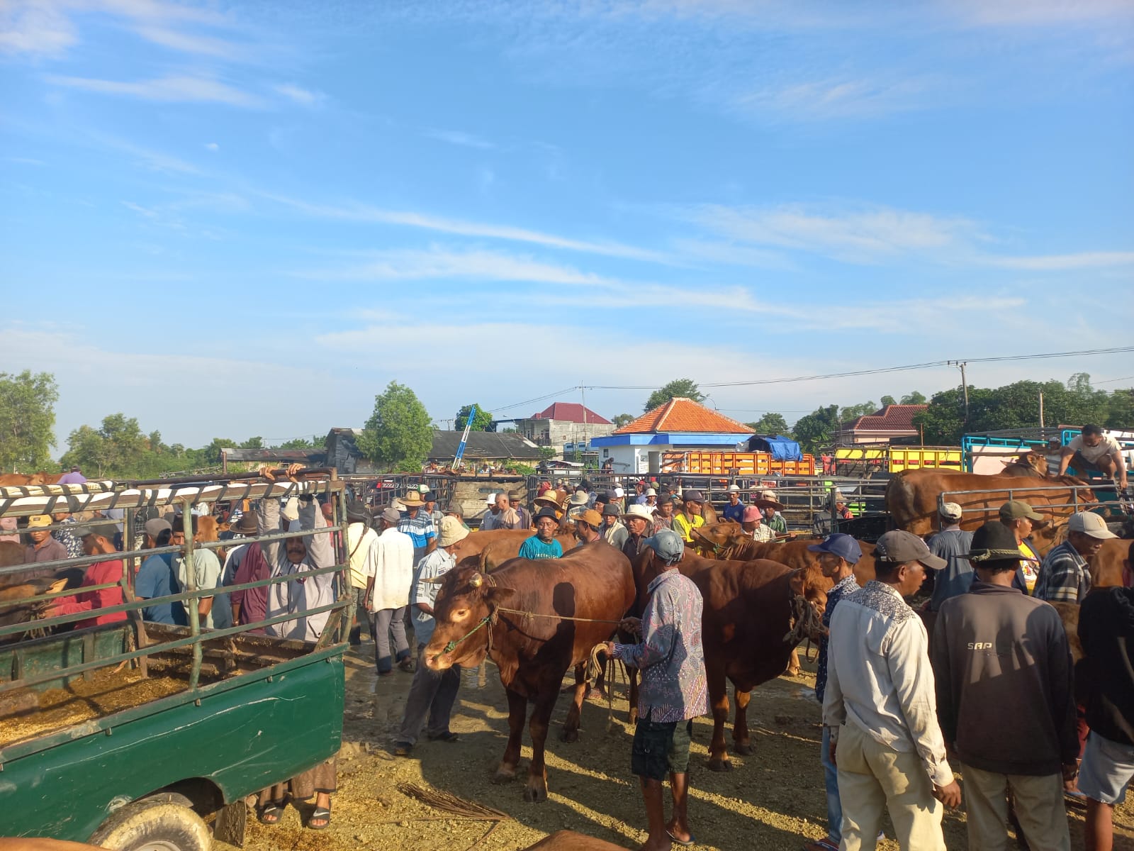 Anggaran Jumbo Jadi Kendala, Revitalisasi Pasar Hewan Sampang Tunggu Bantuan Pemprov Jatim