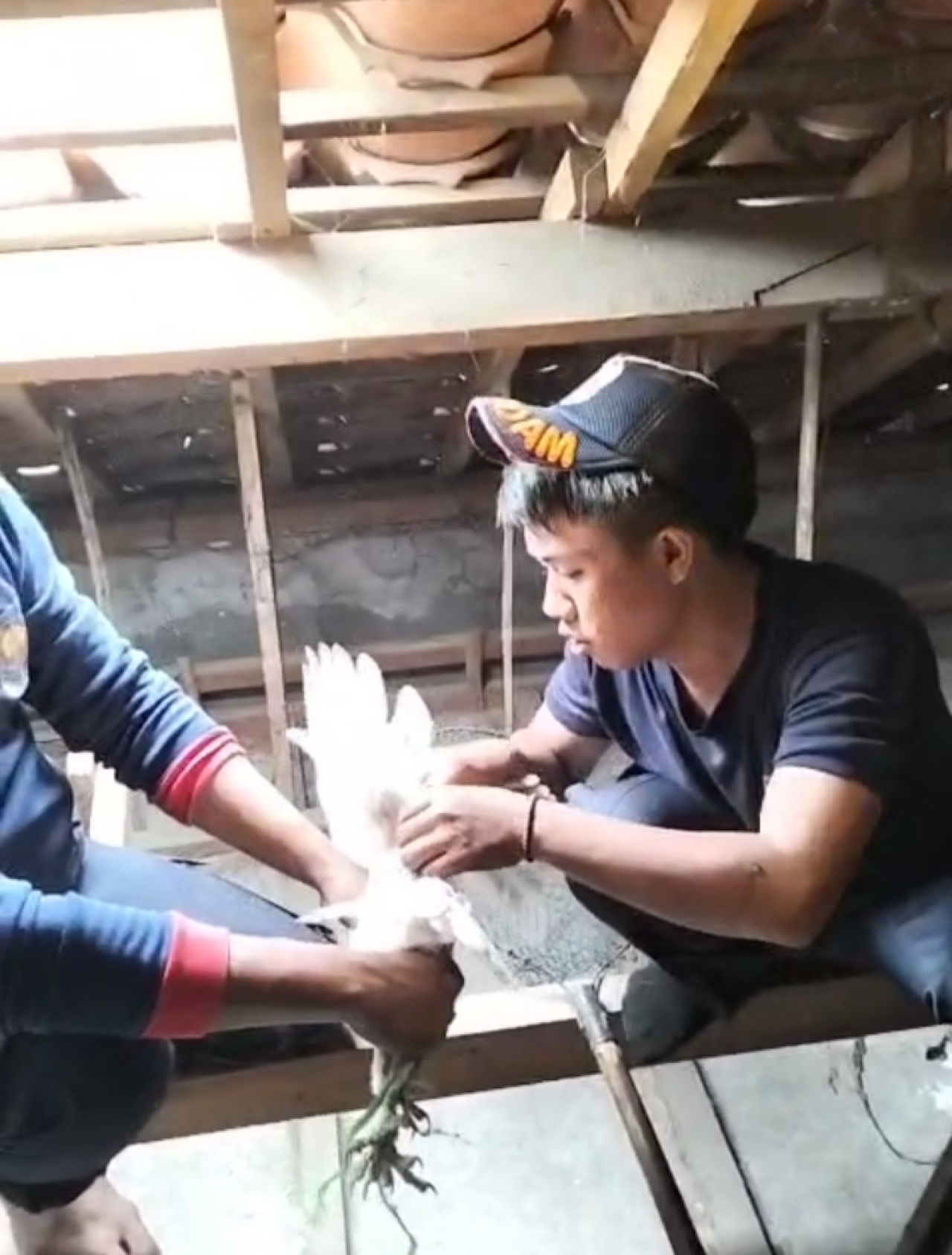 Bawa Bangkai Tikus ke Rumah Warga, Damkar Sampang Evakuasi Burung Hantu
