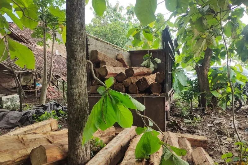 Angkut Kayu Ilegal, Polres Madiun Amankan Tiga Pembalak Liar