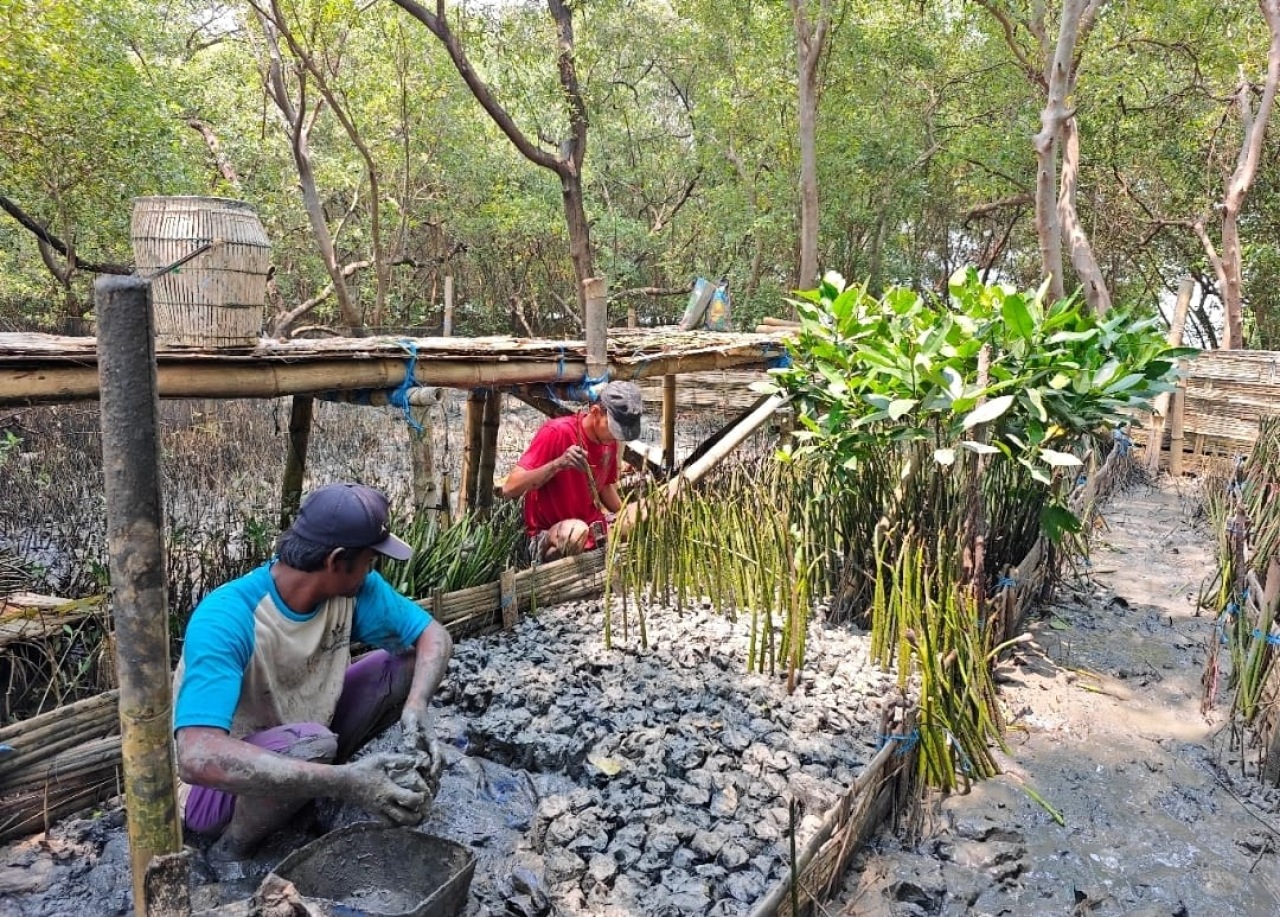 TPS Tanam Harapan untuk Pesisir Surabaya, Siapkan 10.000 Bibit Mangrove Rhizophora untuk Keberlanjutan Ekosistem