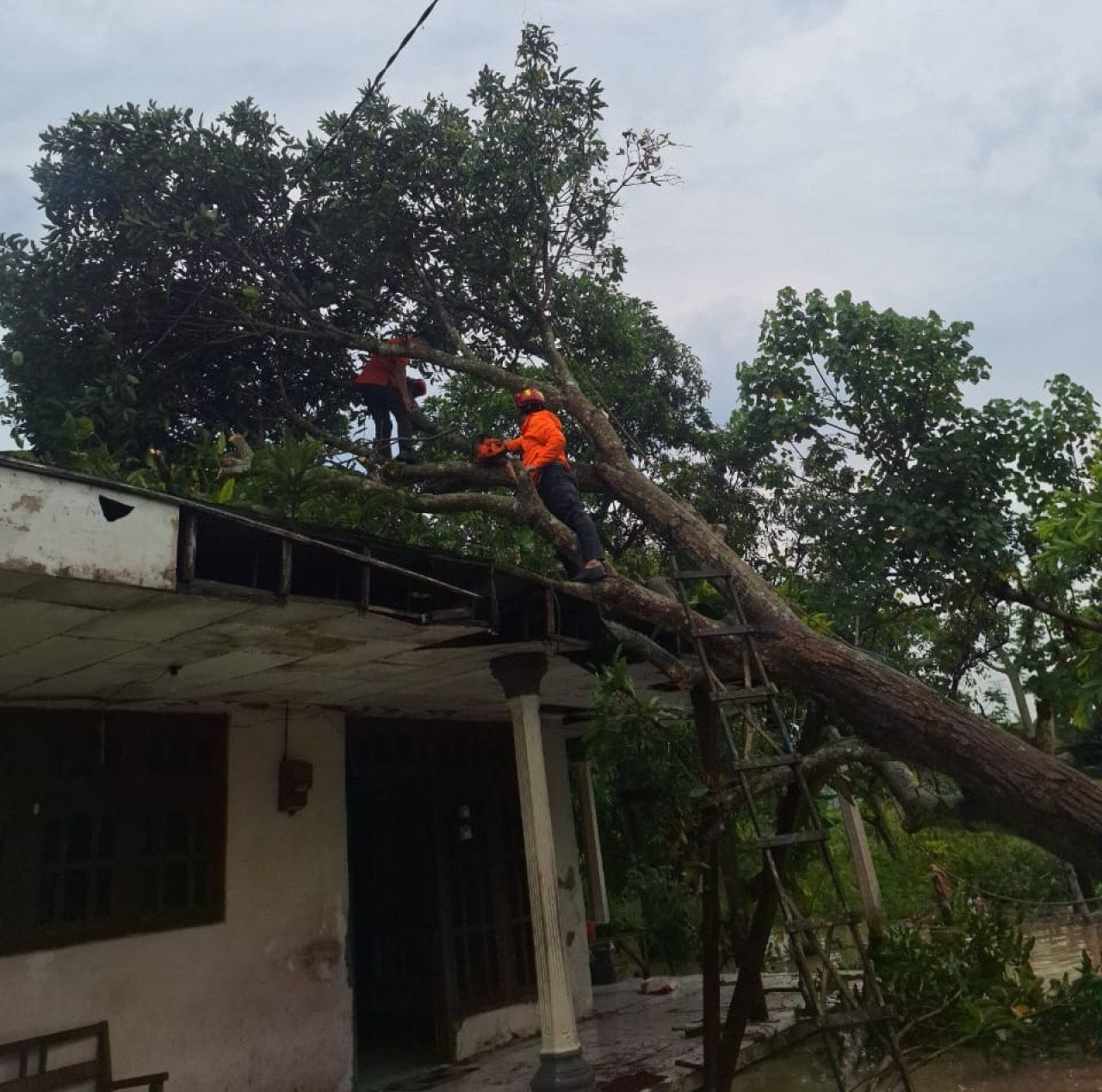 Tiga Lokasi Terdampak Cuaca Ekstrem, Dua Ruang Kelas Tertimpa Pohon