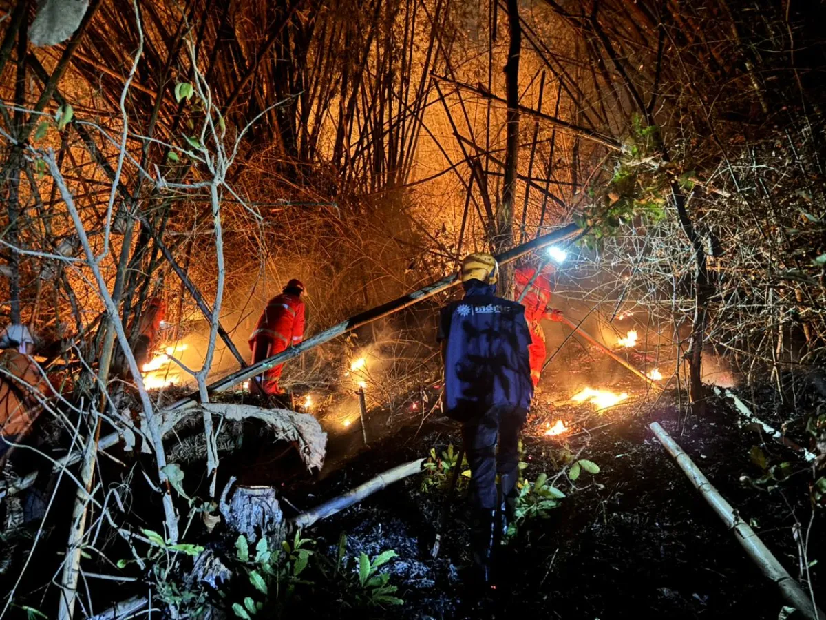 Dilalap Api 13 Jam, 2 Hektare Lahan Kering di Gunung Trianggulasi Jember Terbakar
